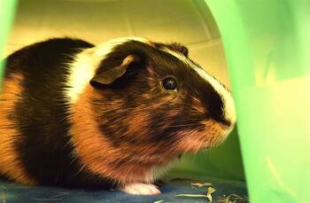 Rescue Guinea Pig Guinea Pigs for Adoption in Fort Lauderdale, Florida - CHICO | PetCurious
